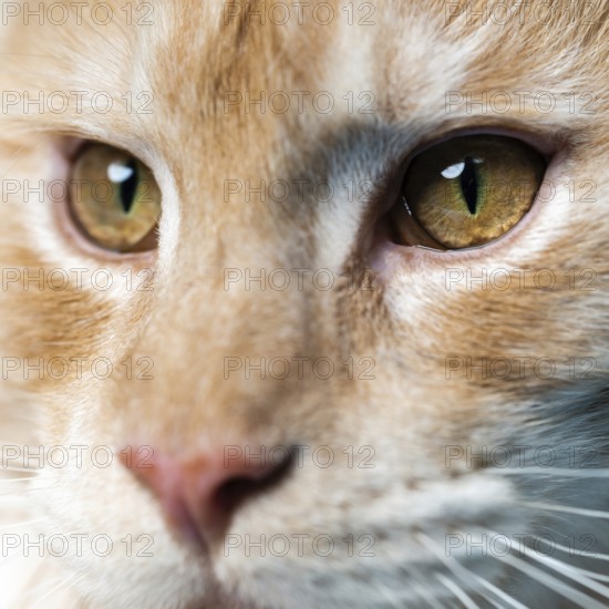 Extreme close-up portrait of red tabby Maine Coon Cat looking at camera. Smart red tabby American Forest Cat with beautiful big eyes