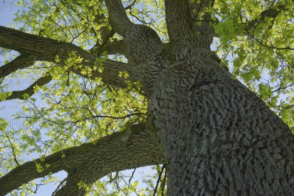 Leaf development on oak (Quercus), spring, April, deciduous tree, tree, Swabian-Franconian Forest nature park Park, Schwäbisch Hall, Hohenlohe, Germany
