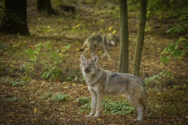 Moritzburg Game Reserve, Moritzburg, Saxony, Germany