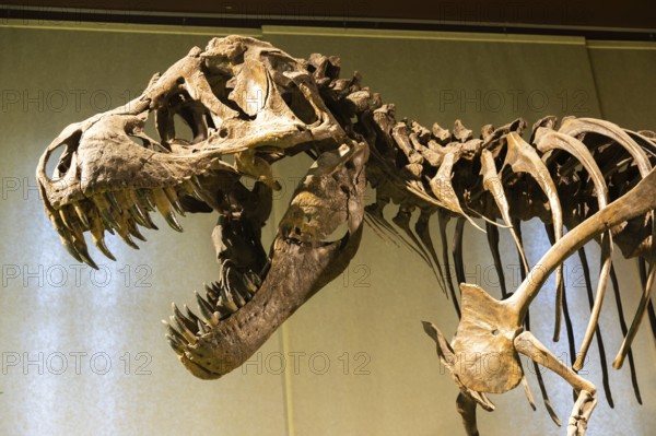 Milan, Italy- January 2023: Tyrannosaurus Rex fossil. Old t-rex skeleton in museum