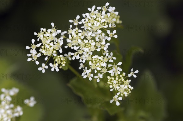 Hot whitetop (Cardaria draba), North Rhine-Westphalia, Germany