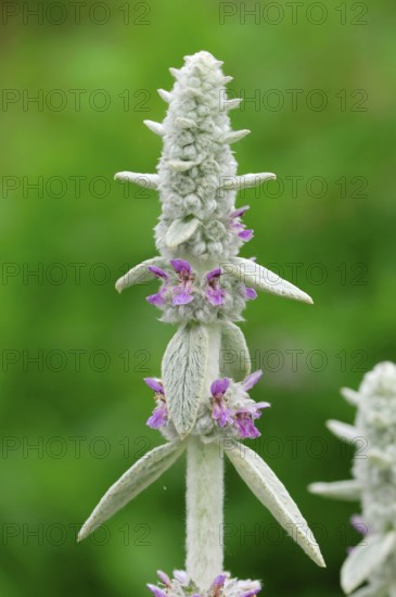 Lamb's Ear (Stachys byzantina)