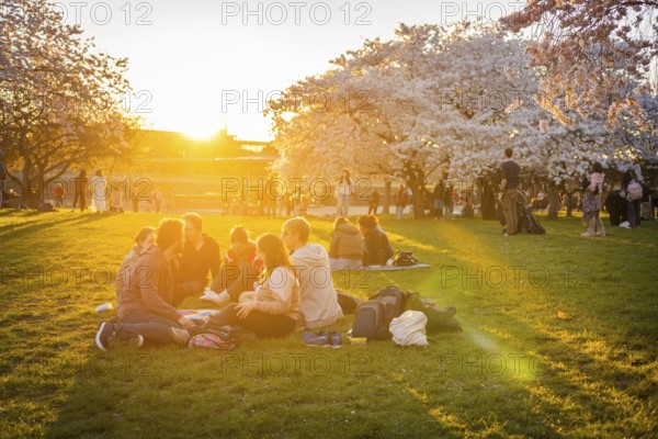 People enjoy picnicking and taking photos under the blossoming cherry trees, Dresden, Saxony, Germany