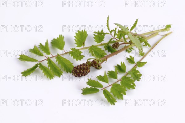 Salad burnet (Sanguisorba minor)