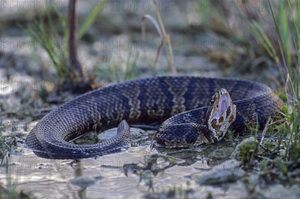 Water moccasin otter needs standing water of all kinds as habitat (Water moccasin snake), Water Moccasin is the most aquatic species of the genus Agkistrodon (Florida-Cottonmouth) (Swamp Moccasin), Agkistrodon piscivorus (conanti)