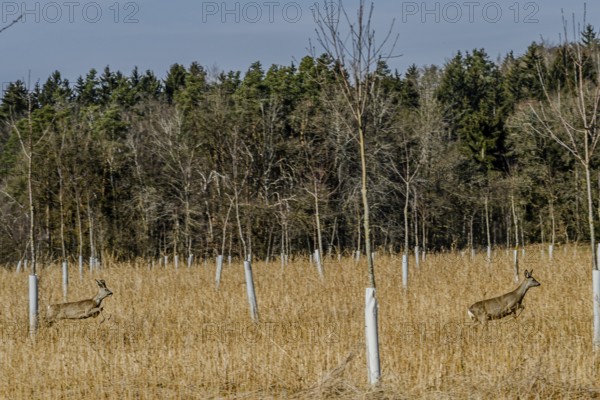 Two deer running through an open field in front of a forest with bare trees, Höllbachtal, Upper Palatinate