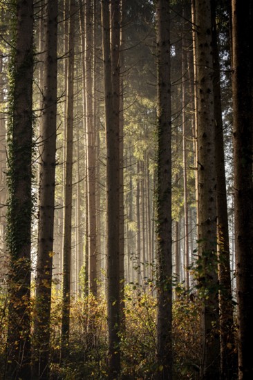 Sun-drenched forest in the mist with tall trees and a peaceful atmosphere, Nicklheim, Bavaria, Germany