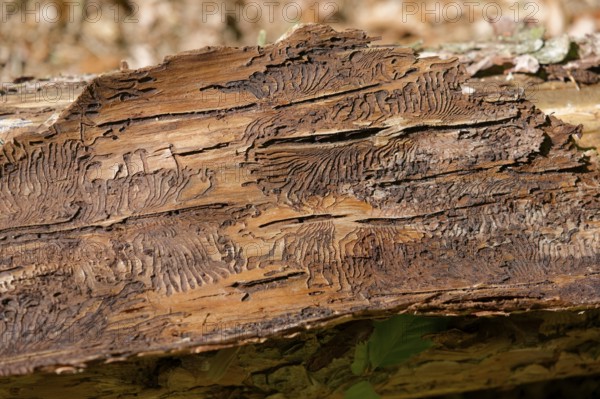 Bark beetle, beetle infestation, natural disaster, tree mortality, forest dieback, climate change, climate impact, Swabian-Franconian Forest nature park Park, Oberrot, Germany