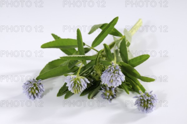 Trigonella caerulea (Trigonella caerulea), Zigonella caerulea, Zigainerkraut, Cheese clover, Bread clover, Blue melilot