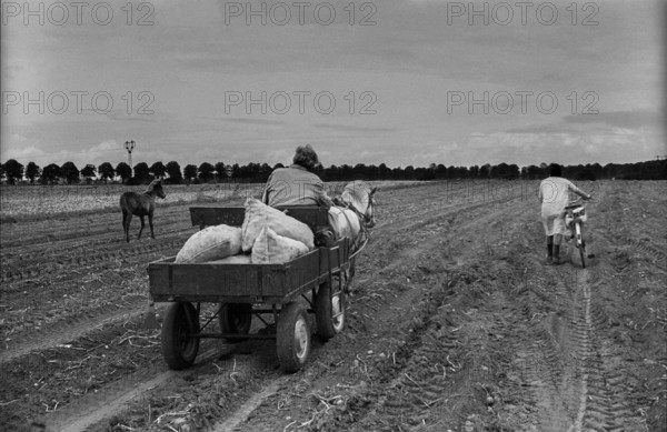 Germany, Trinwillershagen, 16.9.1991, on the way home from picking potatoes, horse-drawn carriage, horse, foal, bicycle