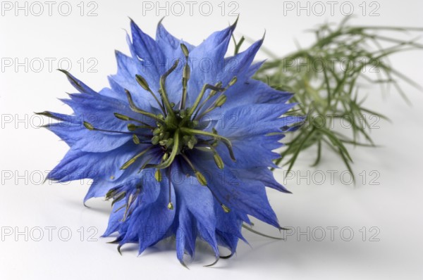 Black Cumin, Maiden in the Green (Nigella damascena), Black Cumin, indoor, Studio