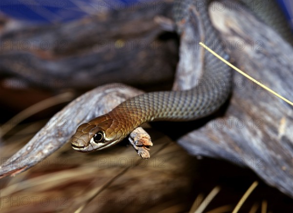 King brown (Pseudechis australis), Australia