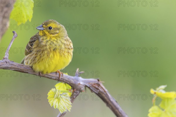 Yellowhammer (Emberiza citrinella) Bruant jaune, Escribano Cerillo, Ast, branch, Ormoz area, Ormoz, Podravska, Slovenia