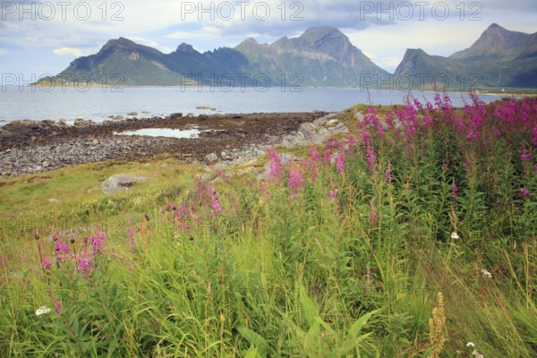 Coastal view from Melvik at the national road 17 in Nordland province, Northern Norway