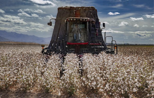 Cotton Harvester, Pima Cotton Ready for Harvest, Farming, Marana, Arizona, USA