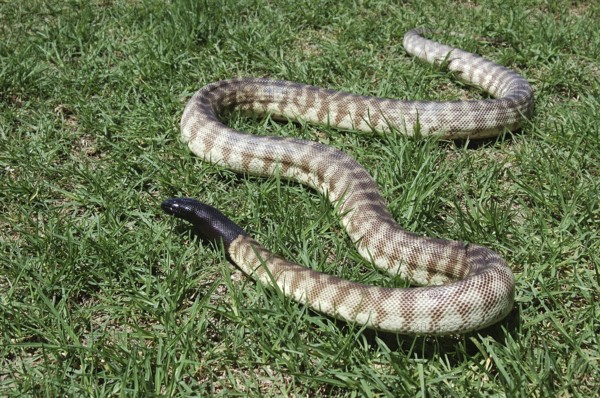Australian black headed python, Aspidites melanocephalus