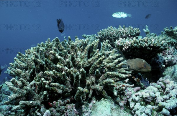Coral bleaching, coral mortality, Maldives, Indian Ocean
