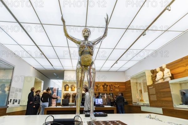 Founded in 1912, the Deutsches Hygiene-Museum is a museum in Dresden. It sees itself as a public forum for science, culture and society. Glass woman 1999