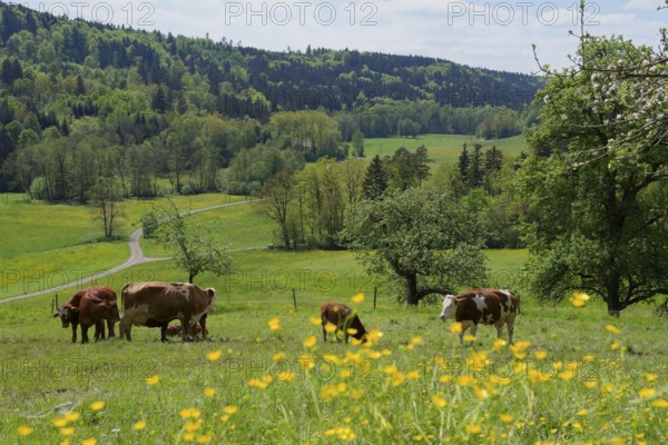 Spring in the Rottal near Wielandsweiler, cow, cattle, buttercup, May, spring, Mainhardter Wald, red, Schwäbisch-Fränkischer Wald Nature Park, Schwäbisch Hall, Hohenlohe, Heilbronn-Franken, Baden-Württemberg, Germany