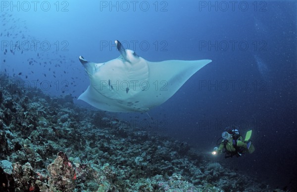 Manta rays and divers, Manta birostris, Maldives, Indian Ocean, Ari atoll, Madivaru