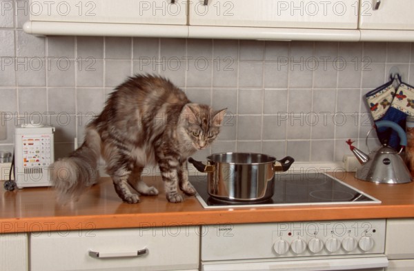 Maine Coon Cat Humps, Detachable, Stove, Oven