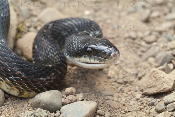 Elaphe obsoleta, Other animals, Reptiles, Snakes, Animals, Black rat snake, Elaphe obsoleta obsoleta, native to North America