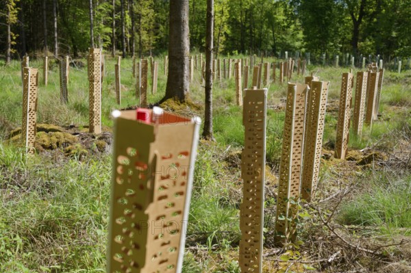 Environmentally friendly growth cover, organic, ecological, microplastic-free, deer, forest conversion, planting, climate change, climate, forest, climate impact, reforestation, forestry, spring, May, Swabian-Franconian Forest nature park Park, Schwäbisch Hall, Hohenlohe, Germany