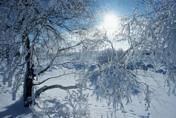 Snow-covered Birch, High Fens, Belgium, Snow-covered Birch, Snow, Belgium