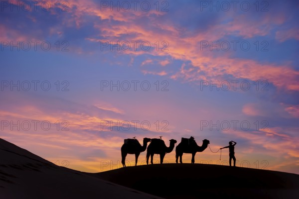 Silhouette of three camels and their handler against the rising sun in the Saharan Desert in Morocco