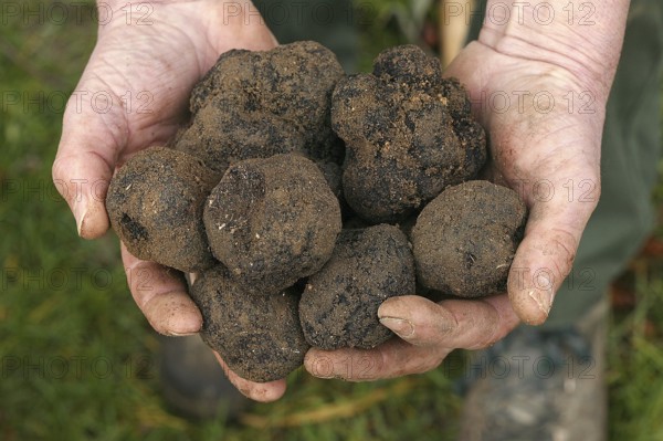 Black truffle (tuber melanosporum), Perigord truffle, Perigord truffle, Perigord truffle, Black truffle, Black truffle, Mushrooms, Perigord truffle, Drome in the South east of France