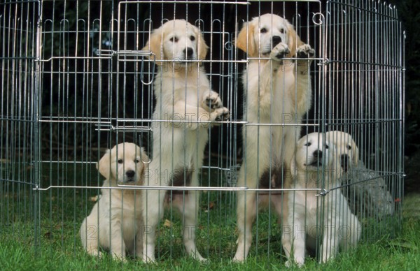 Golden Retriever, puppies in crate