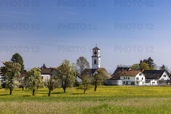 Blooming meadows, village view with church tower in the background, Güttingen, Thurgau, Switzerland