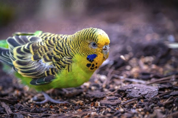 A green budgerigar (Melopsittacus undulatus) with a yellow head examines the ground for food, Eisenberg, Thuringia, Germany