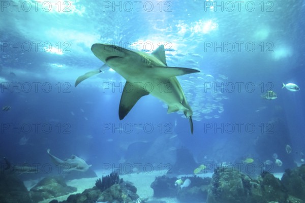 Undersea blue background. Bottom view of white shark in deep ocean. Undersea marine life