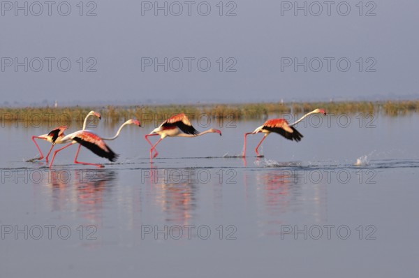 Greater flamingos phoenicopterus ruber, Nalsarovar, Gujarat, India March 2010
