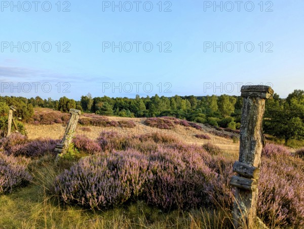 Summer and heather blossom in the Lüneburg Heath, on a hike through the nature reserve, near Undeloh