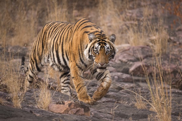 Tiger in Ranthambhore national park, rajasthan, India, Asia