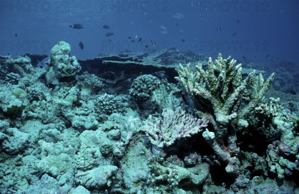 Coral bleaching, coral mortality, Maldives, Indian Ocean