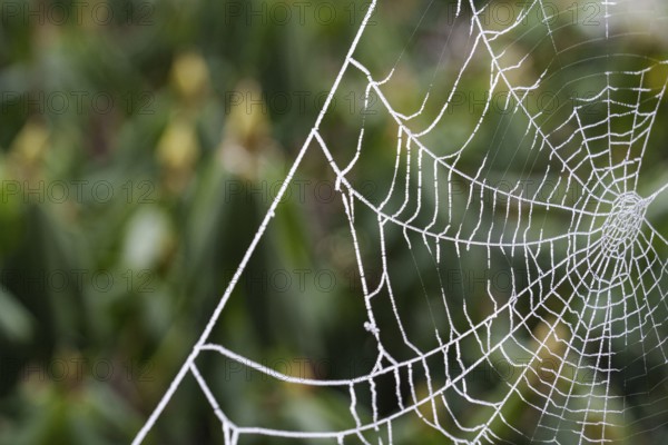 A spider's web covered with frost stands out from the background, wintry, Borken, Münsterland, Germany
