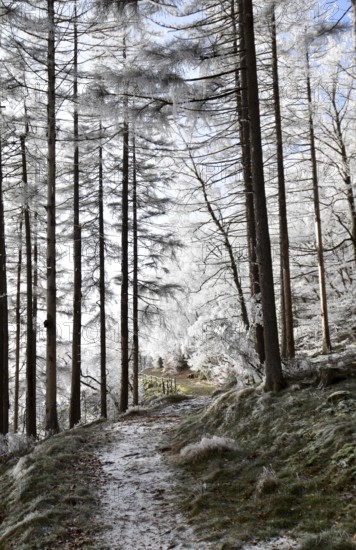 Hiking trail along the Mörschieder Burr in the Hunsrück-Hochwald National Park with hoarfrost and sun, Rhineland-Palatinate, Germany