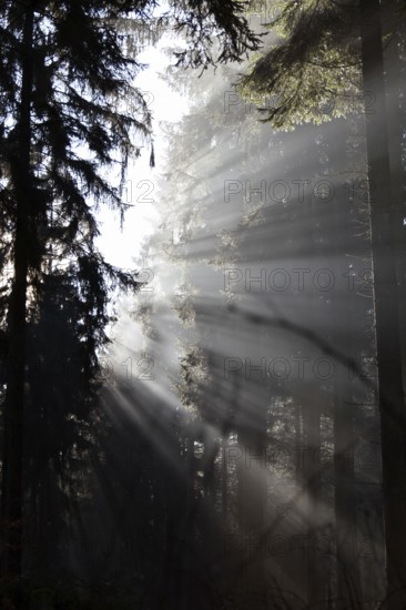 Rays of light fall through coniferous forest on a misty winter morning in the Hunsrück-Hochwald National Park, Rhineland-Palatinate, Germany