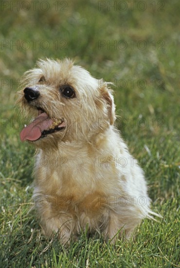 Norfolk Terrier Dog standing on Grass