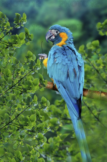Blue-throated Macaw (Ara glaucolularis)