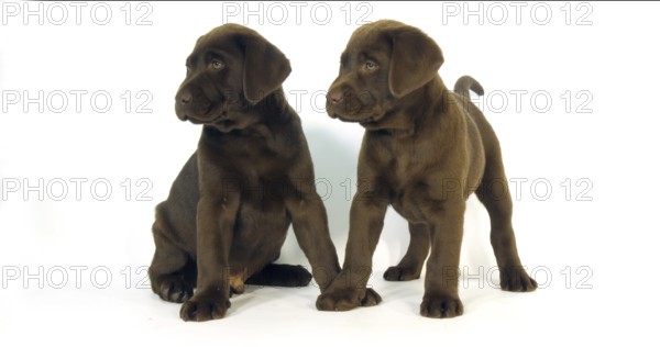 Brown Labrador Retriever, Puppies on White Background, Normandy