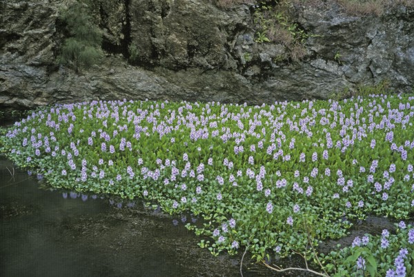 Thick-stalked Common water hyacinth (eichhornia crassipes), pikeweed, RIVER COVERED BY WATER HYACINTHS, NEW CALEDONIA