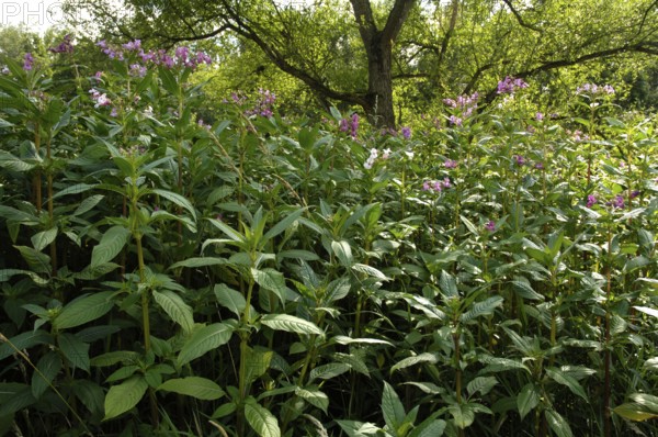 Himalayan balsam (Impatiens glandulifera), Indian balsam, glandular balsam (Balsaminaceae)