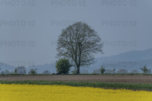A large tree and several smaller trees behind a rape field, Bockenem, Lower Saxony, Germany