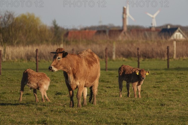 Cow with her calves on a pasture with wind turbines in the background, ramsdorf, münsterland, germany