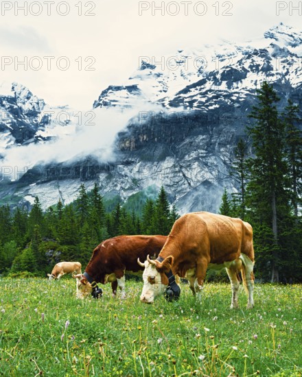 Cows graze in a scenic green meadow surrounded by towering snow-covered mountains, Alpine cows, mountains, animal, cow, Switzerland