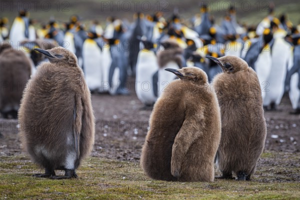 King penguins (Aptenodytes patagonicus), juveniles waiting at the edge of a colony, Volunteer Point, Falkland Islands, Great Britain, South Atlantic